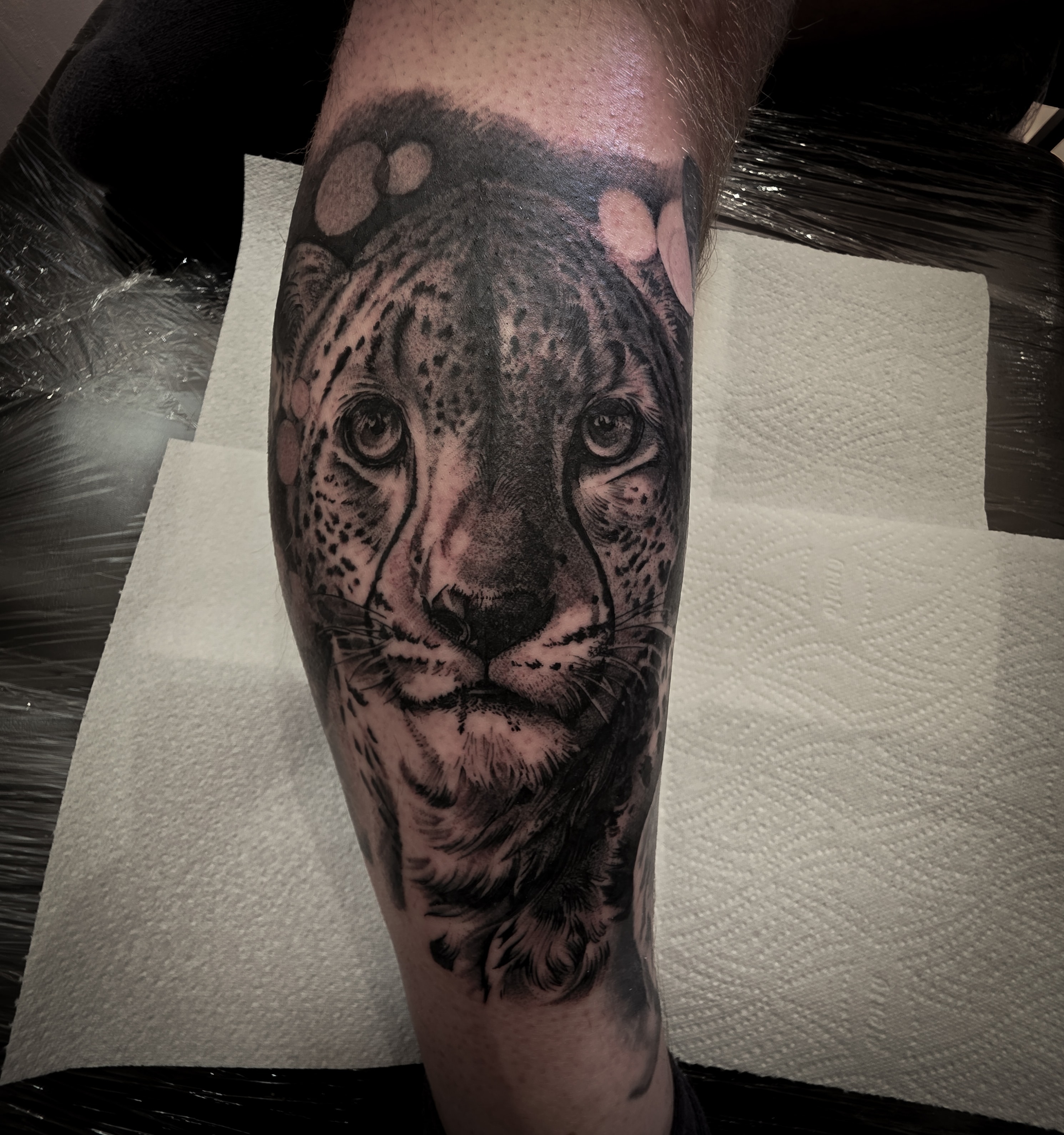 Cheetah